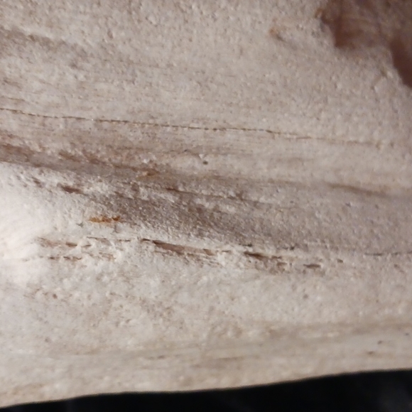 Petrified wood - Picture 15 of 16